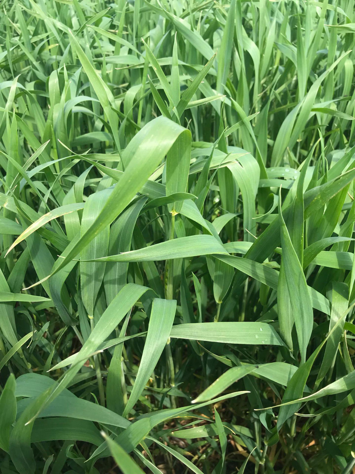 The Flag Leaf is Out: Maximizing Wheat Yield