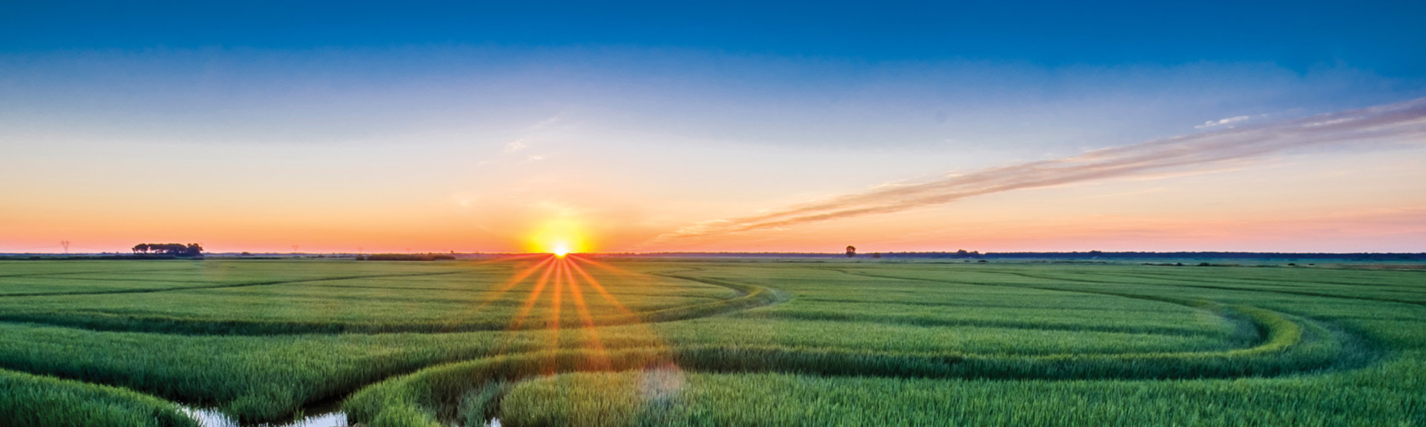 Outlook Herbicide