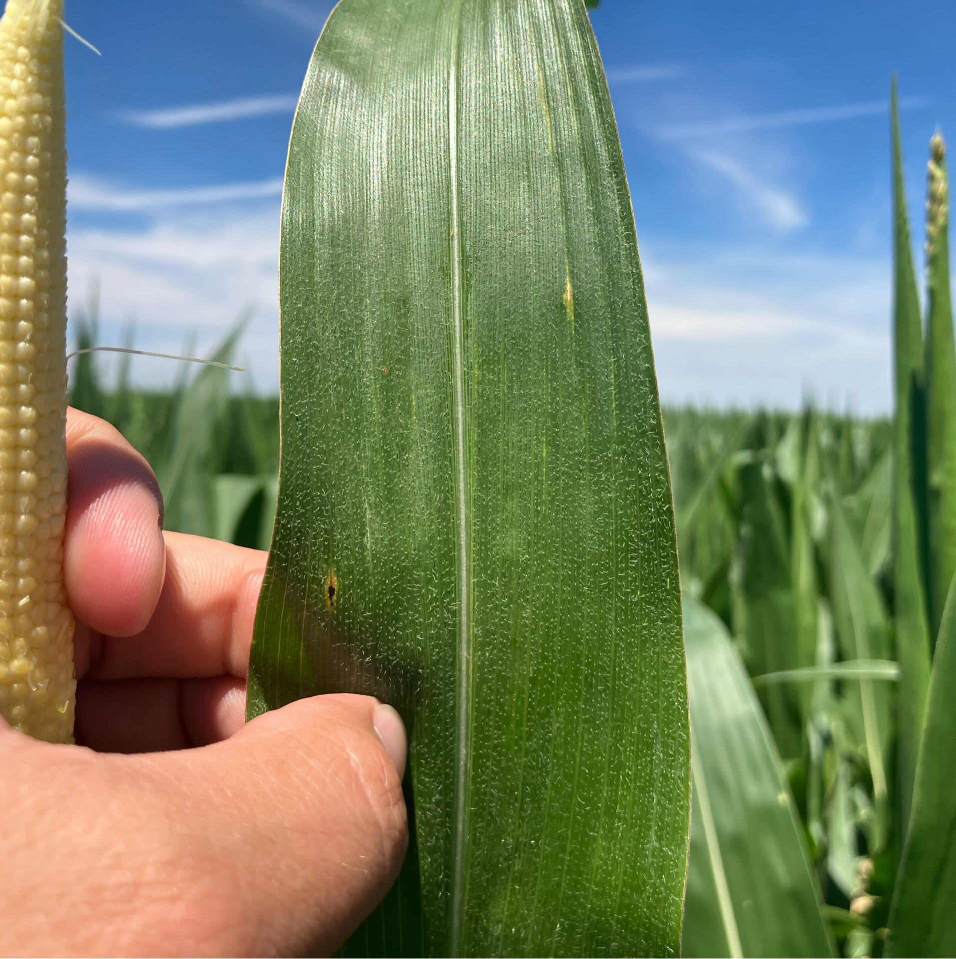 Corn is starting tas