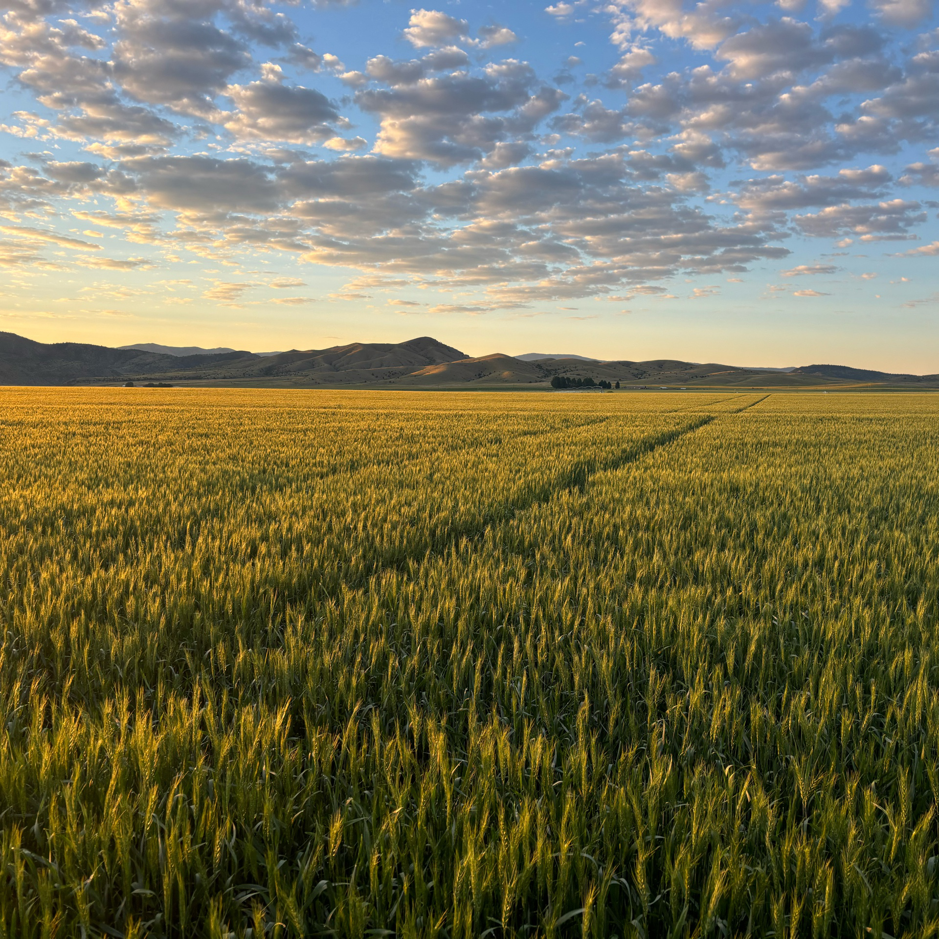 Wheat is starting to