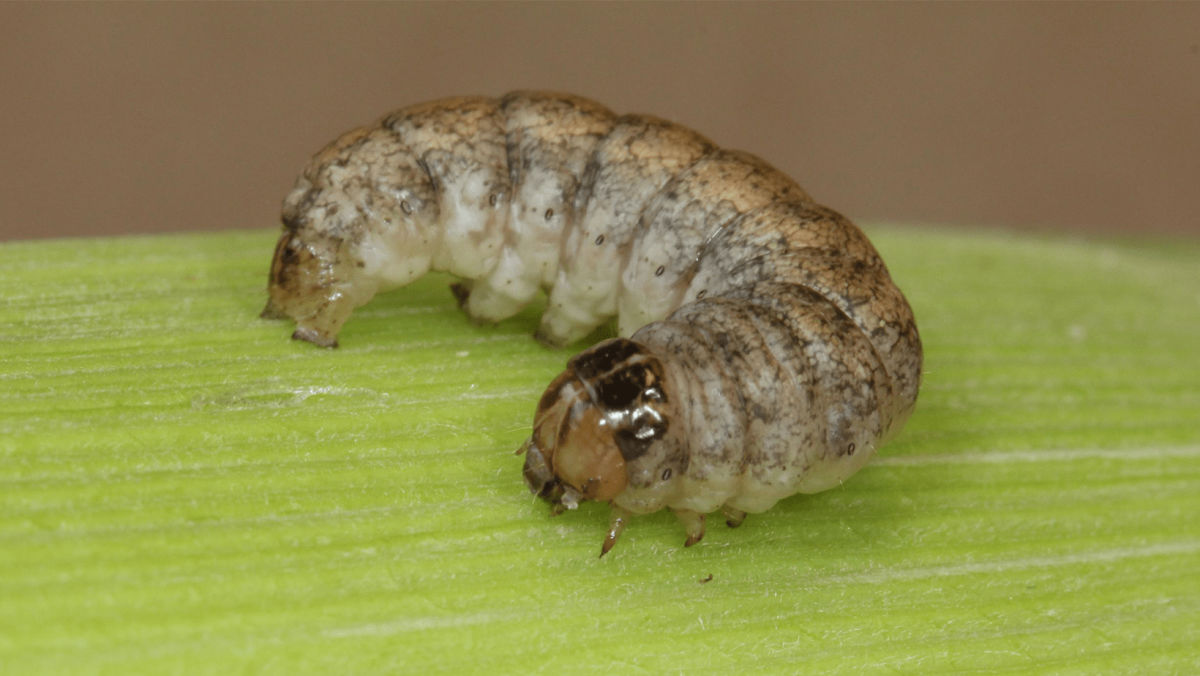 Cutworm Damage in Corn: What to Watch For