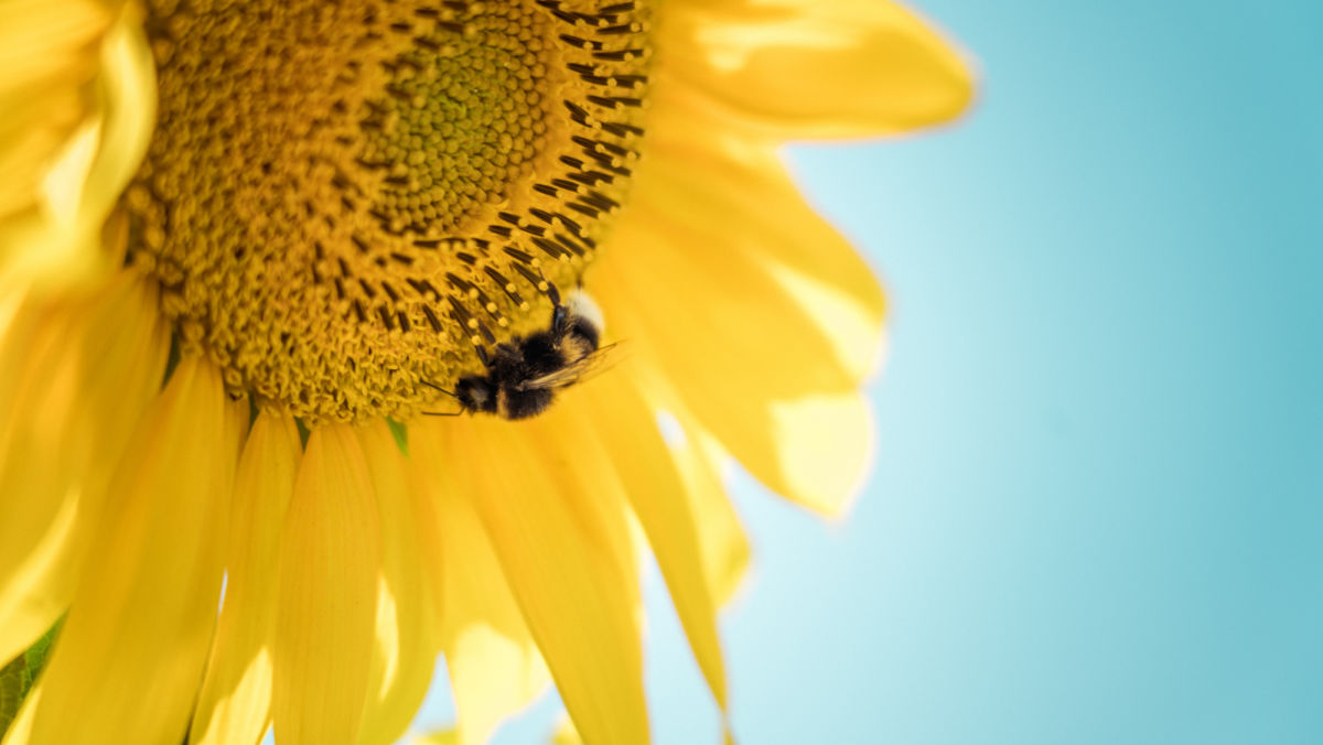 Why Pollinators Are Important to Ag + 4 Ways They Can Boost Yield