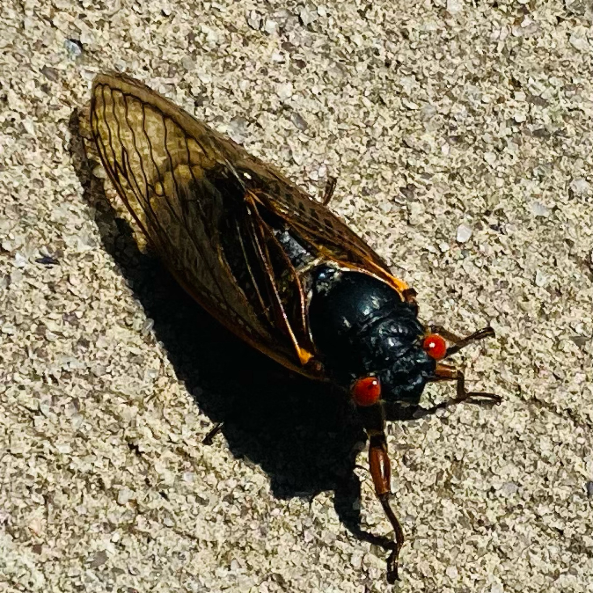 Cicadas are plentifu