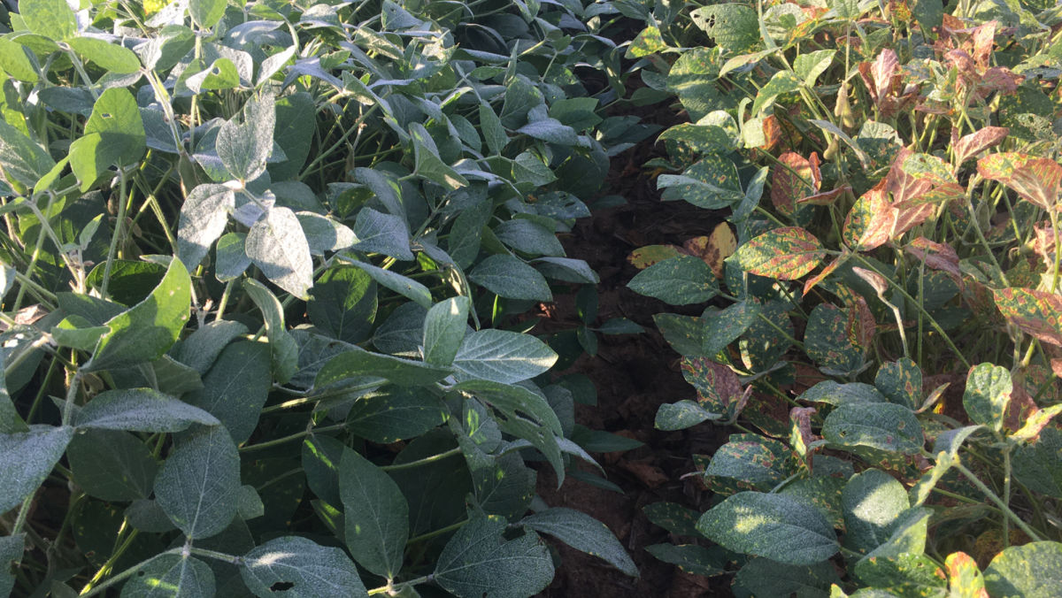 Back-to-Back Soybean Management