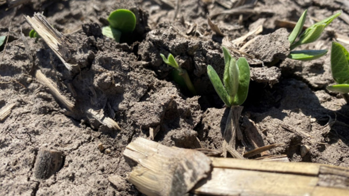 Planning on planting soybeans early this season?