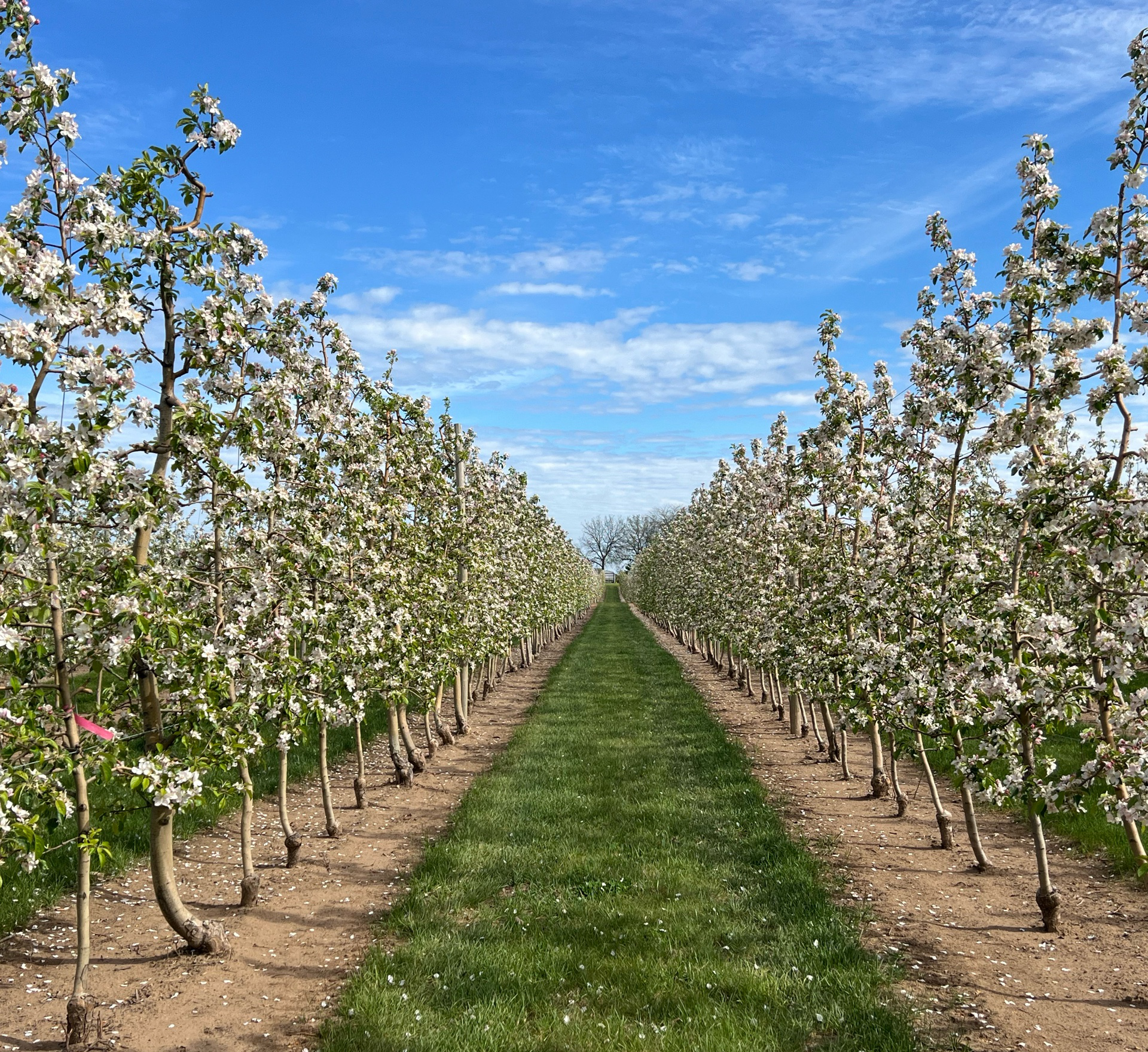 If these Apple Trees