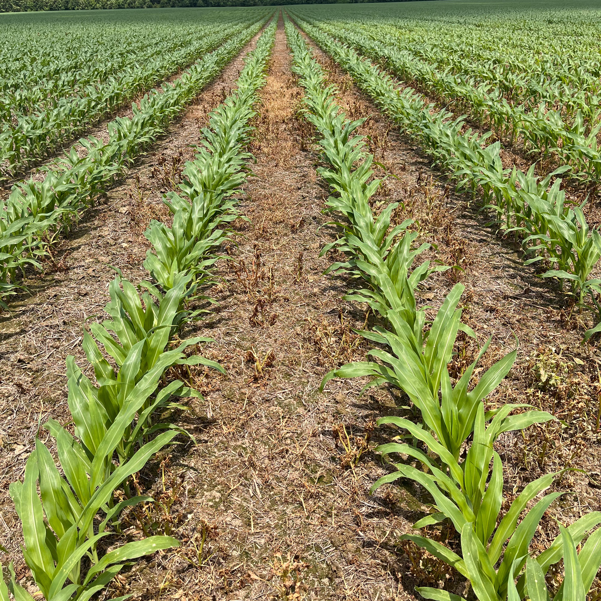 8 DAT - 38” row corn