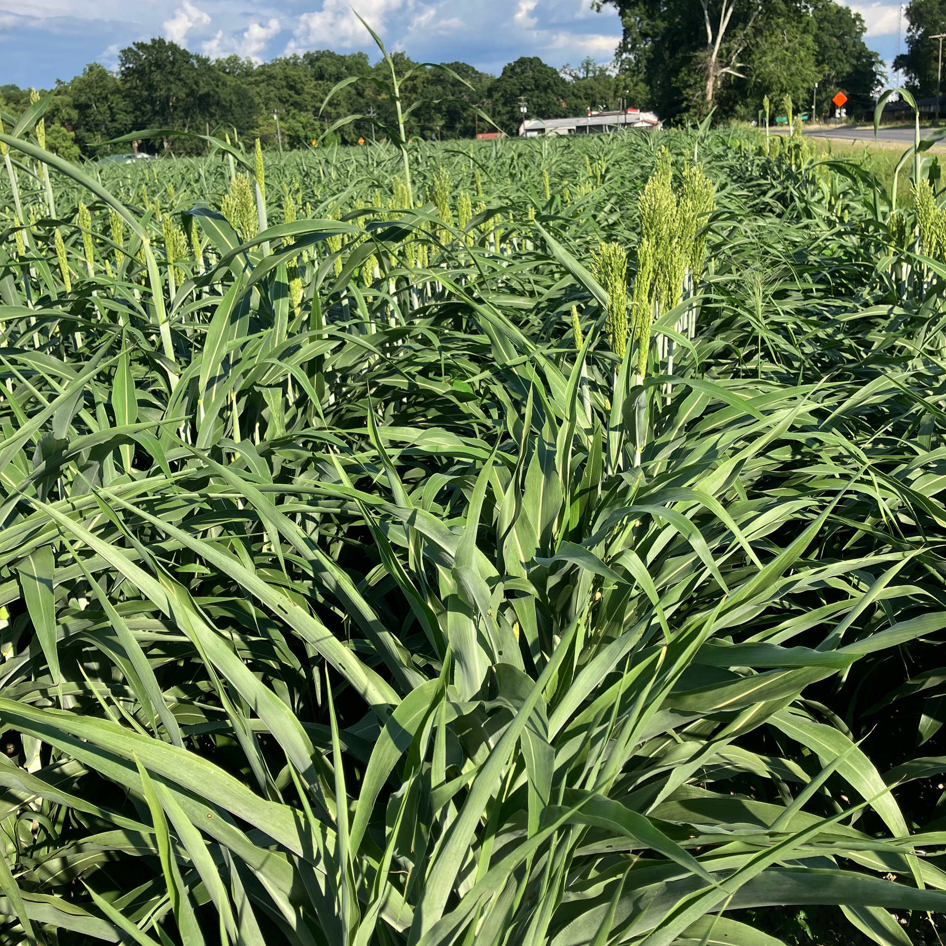 Grain Sorghum is gro