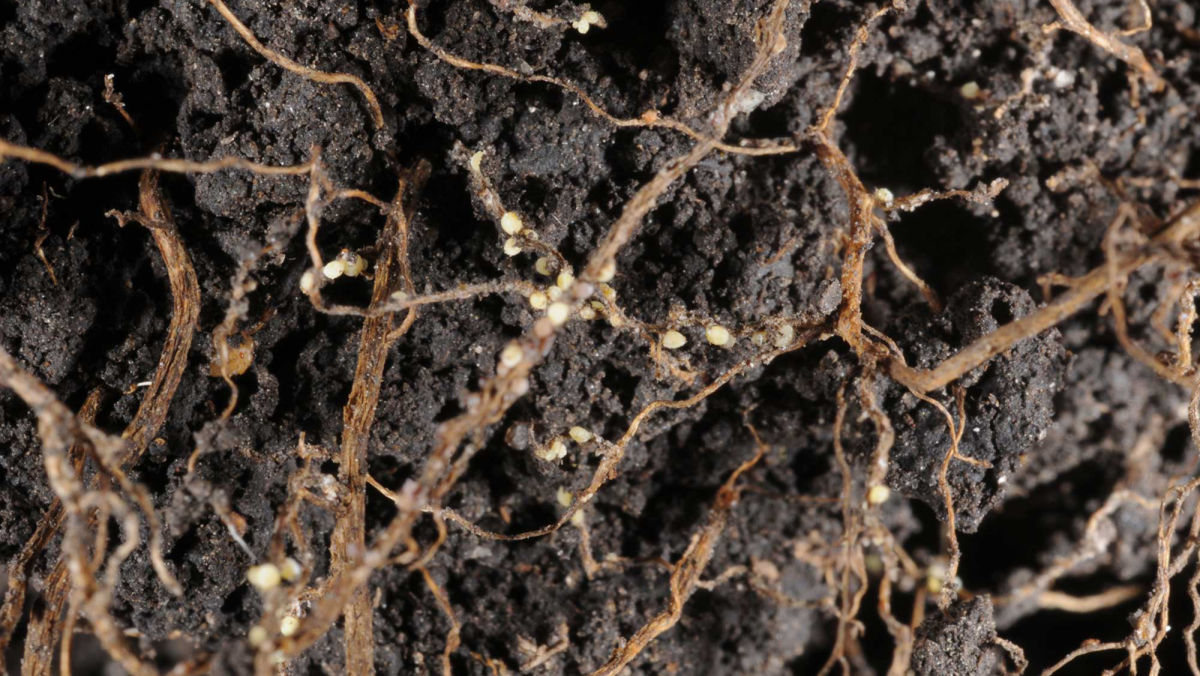 Soybean Cyst Nematode: Part 1 - Behind the Headlines 