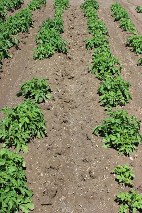 Protect Potato Yield and Quality by Managing Rhizoc