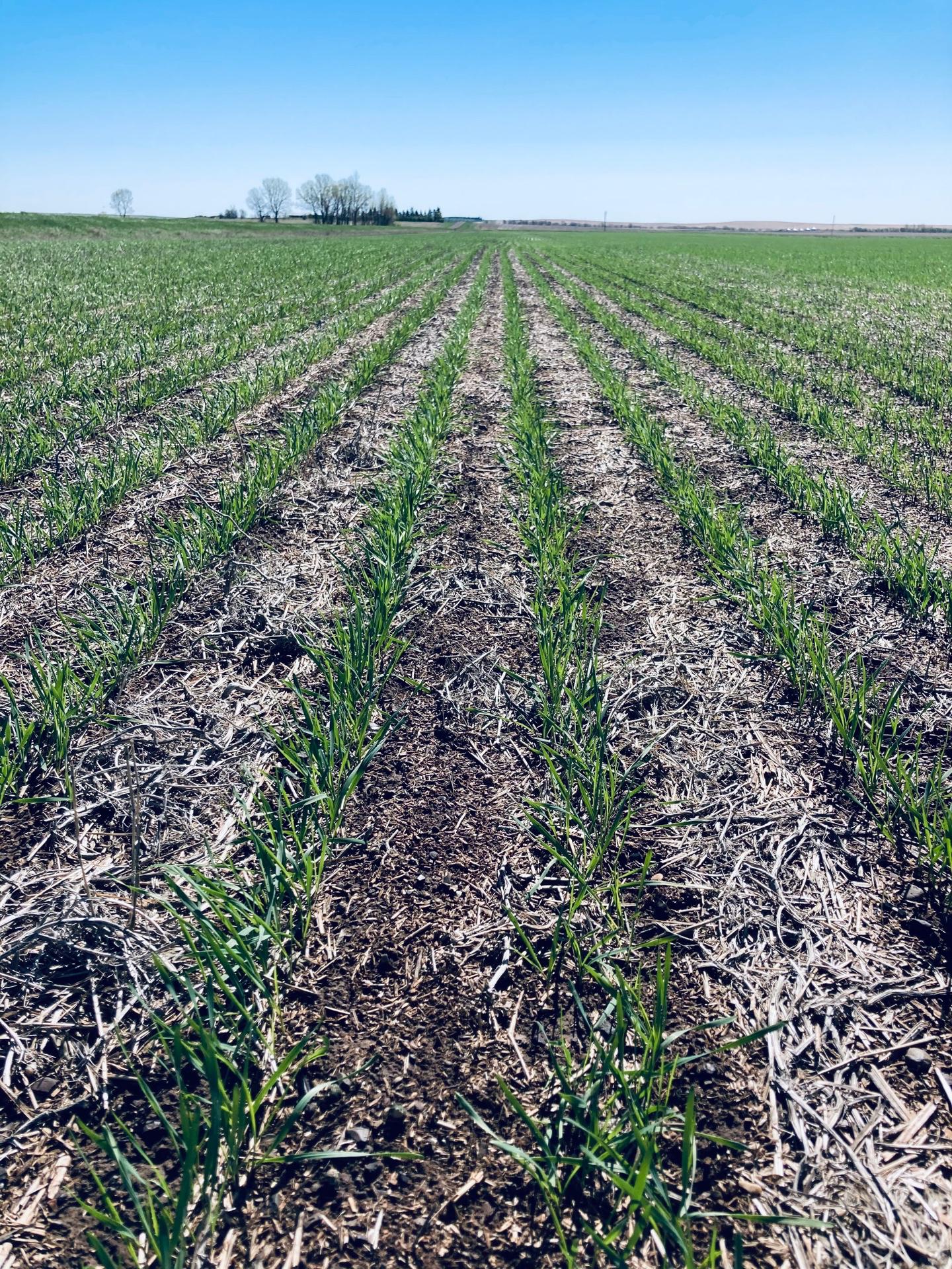 Durum side by side w