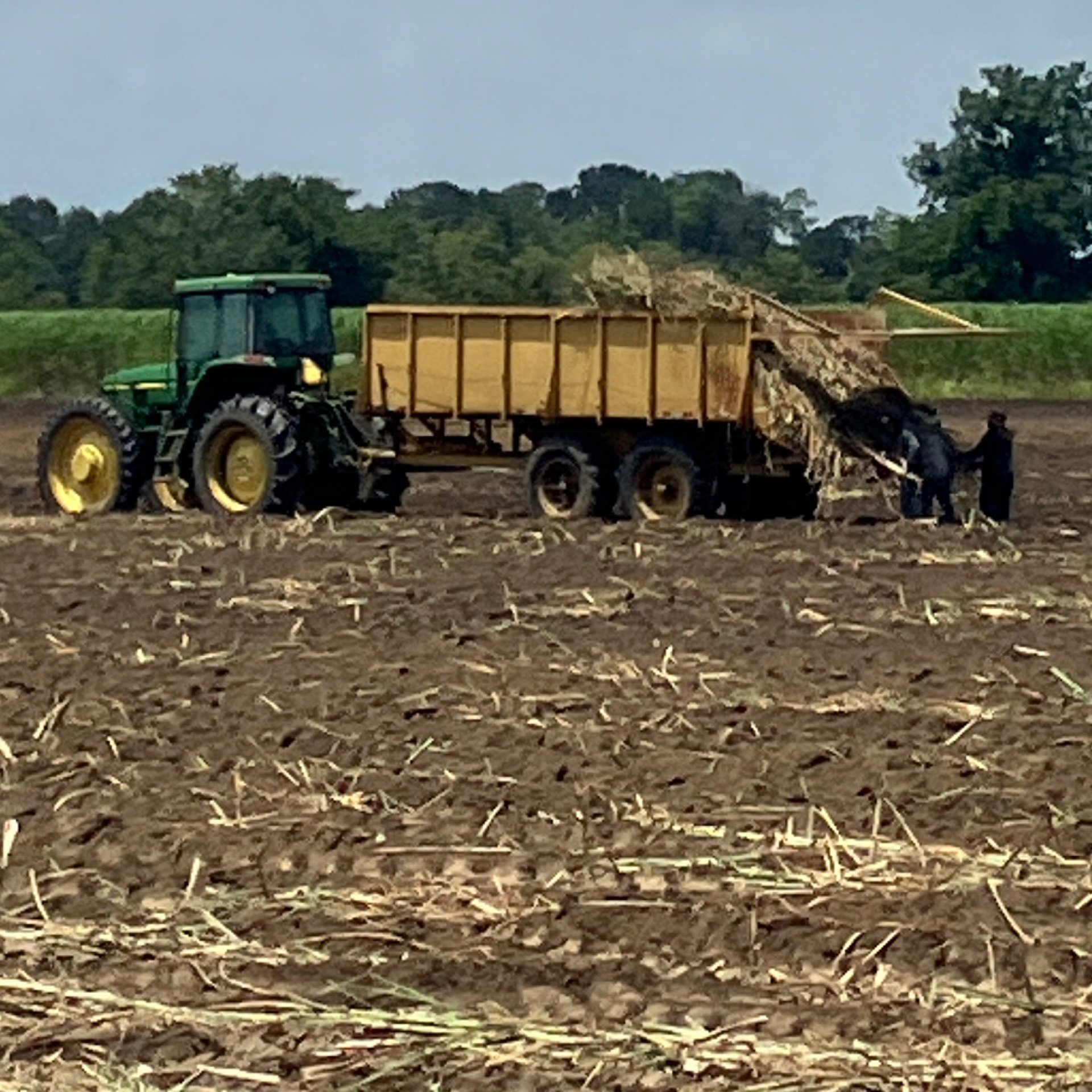 Sugarcane planting h