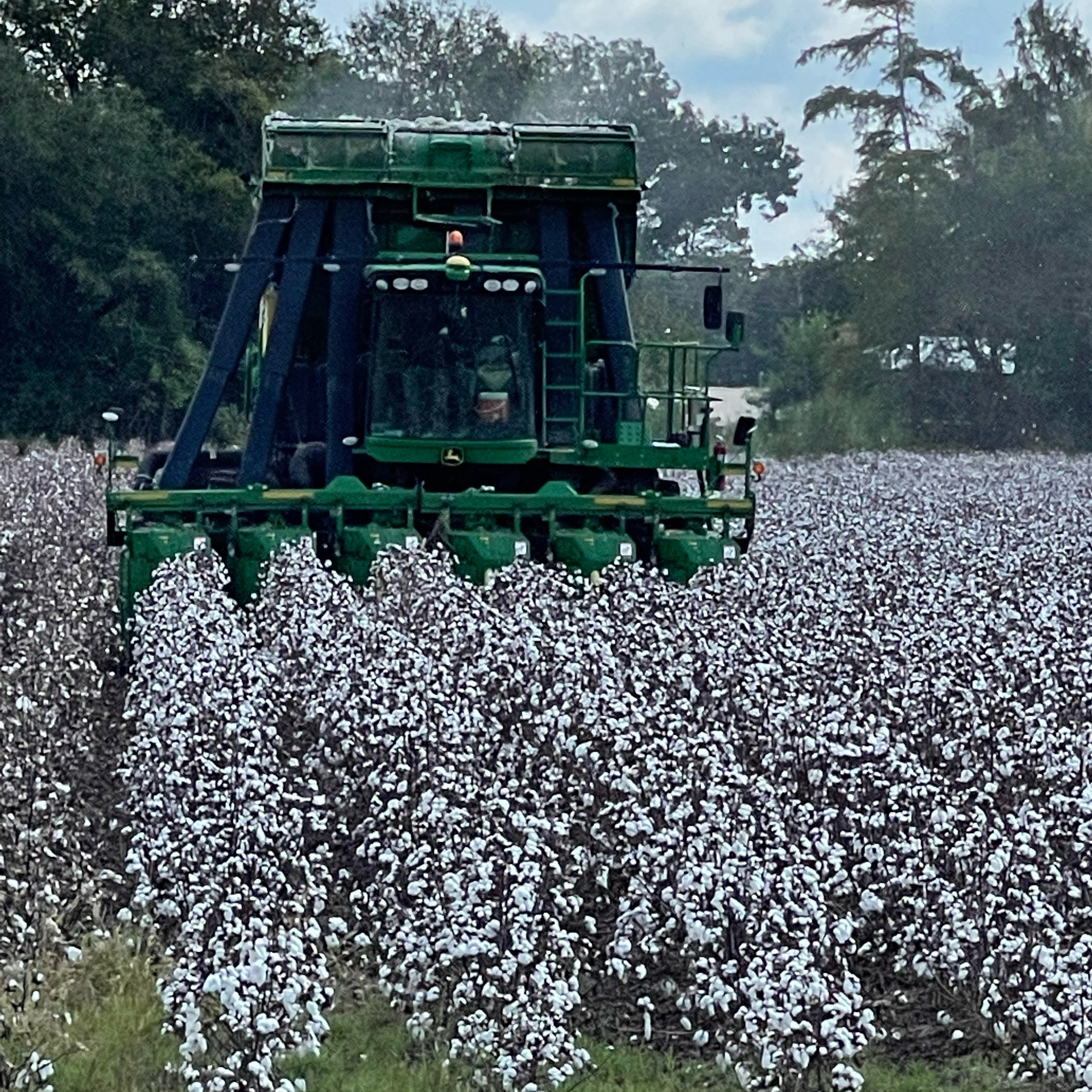 Cotton picking in Te