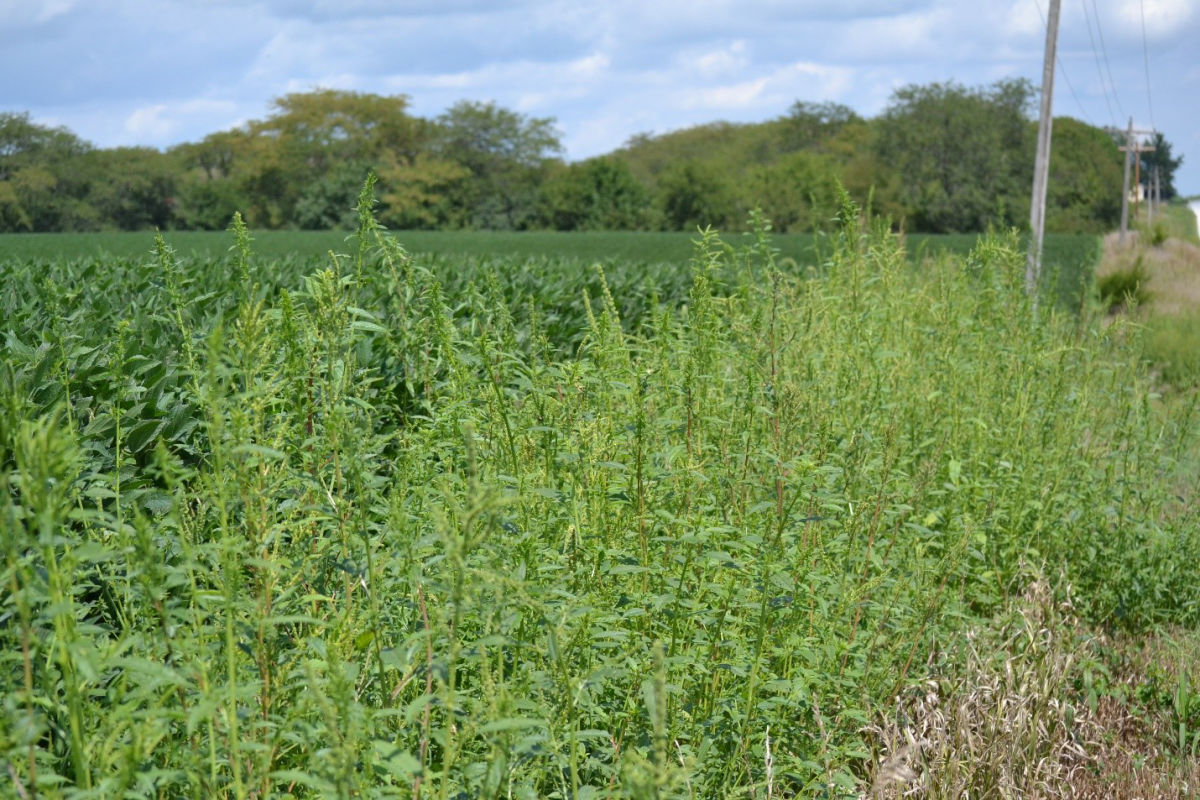 Does managing waterhemp take more than herbicides?