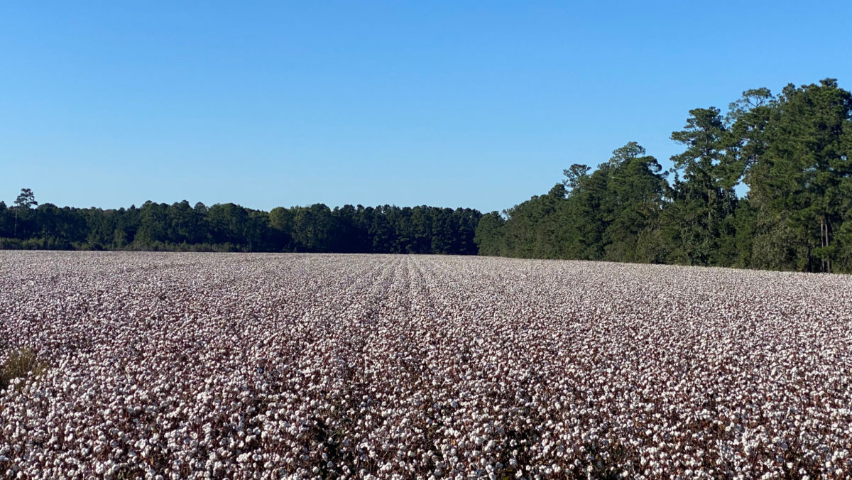 How to choose the right cotton variety for 2024