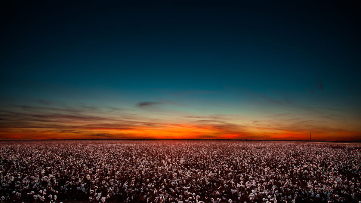 Higher Prices? Don't Get Spooked Yet: Market Analysis for US Cotton Growers