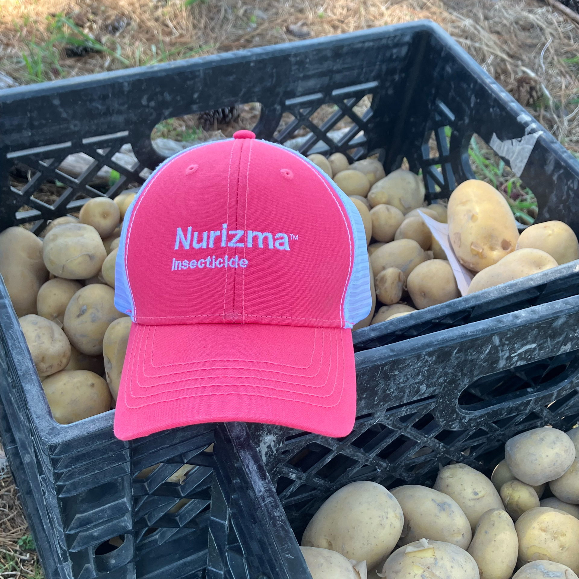 Harvested potatoes f