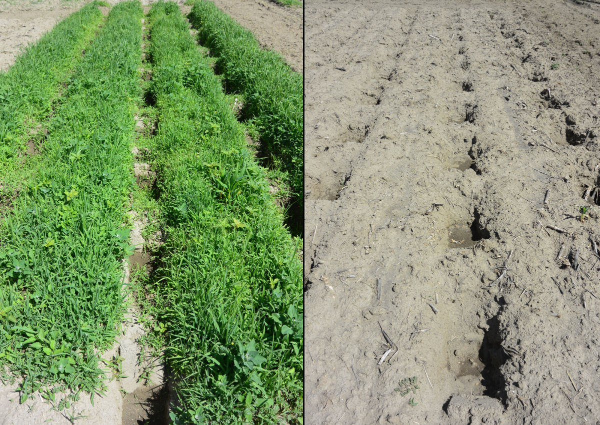 Start the Season with a Clean Field - Potato PRE Herbicides