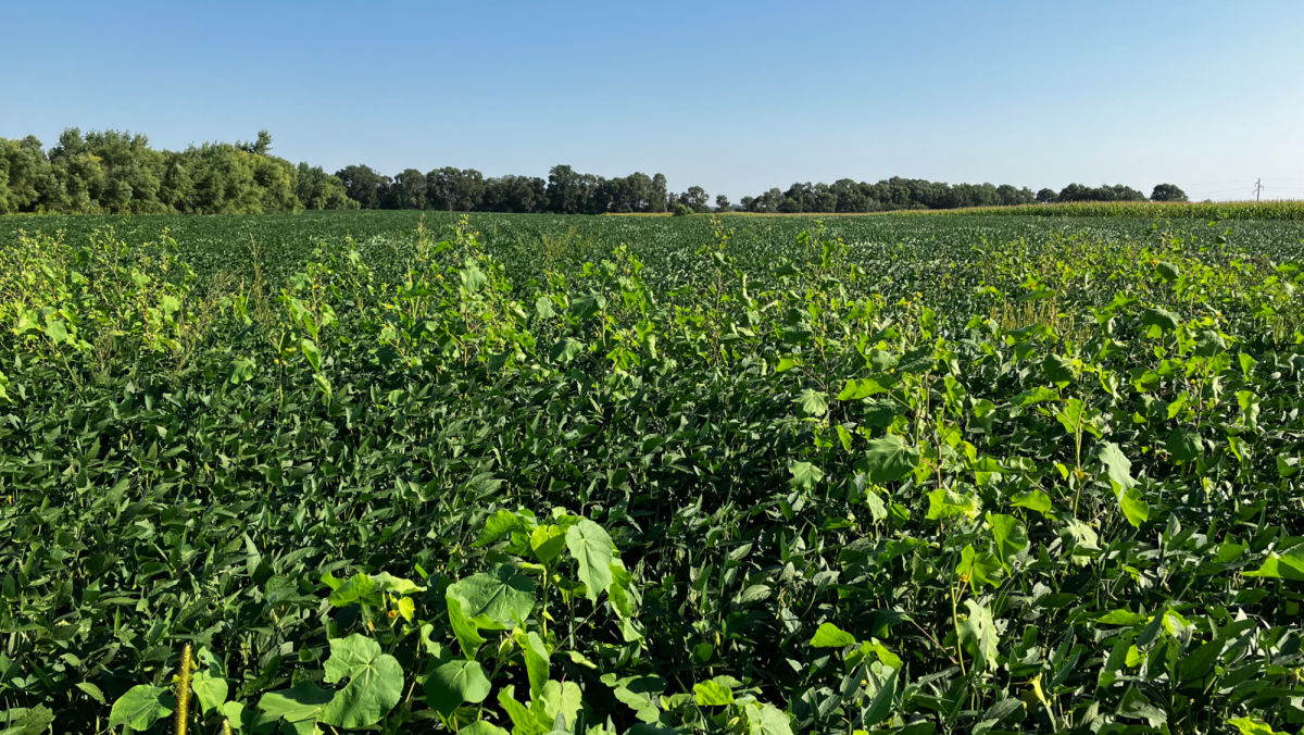 Weed Identification is Critical for these Herbicides