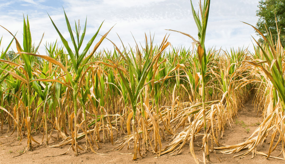 Corn Temperature Tolerance + Heat and Drought Stress in Corn