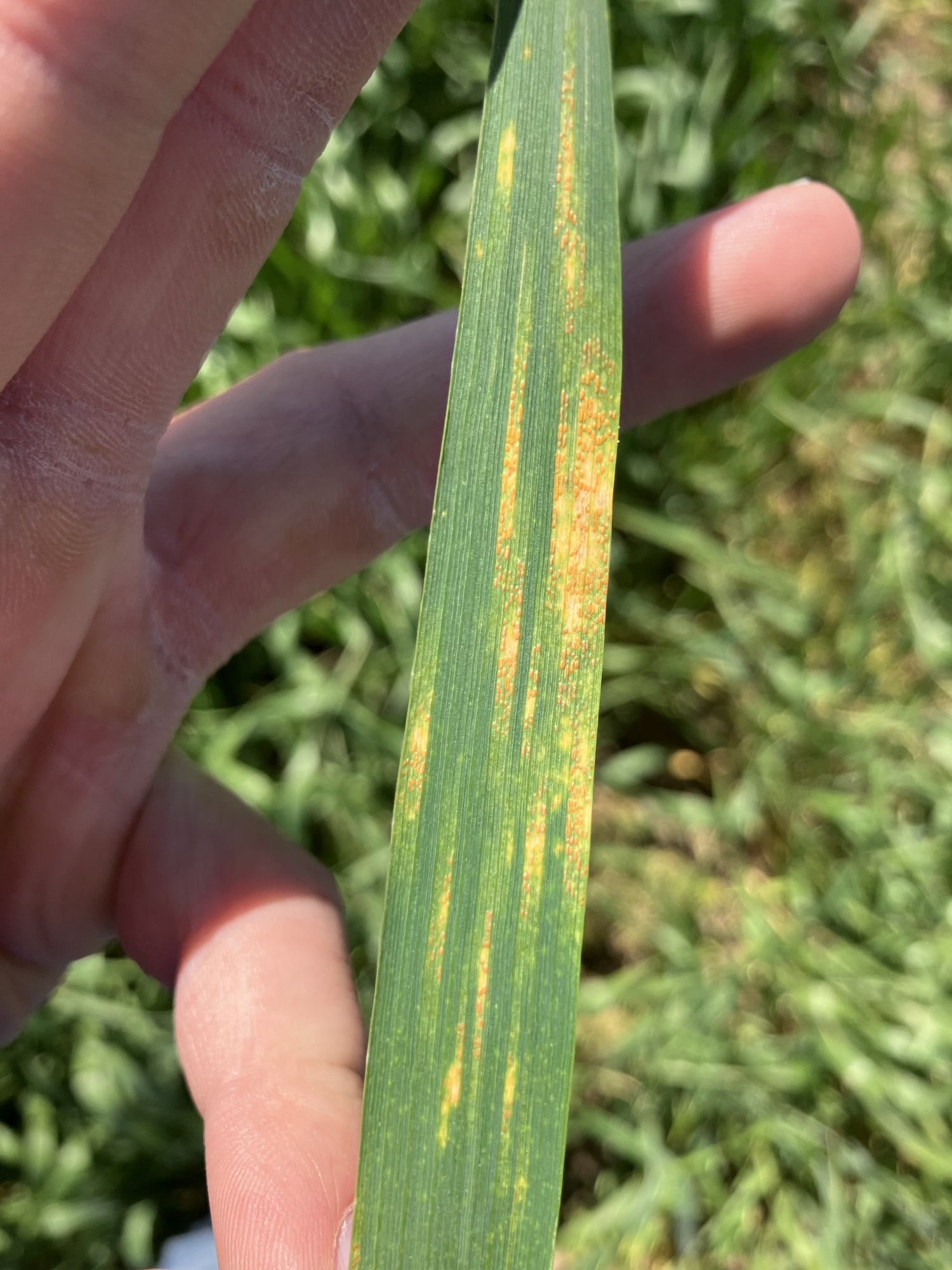 Stripe rust has been