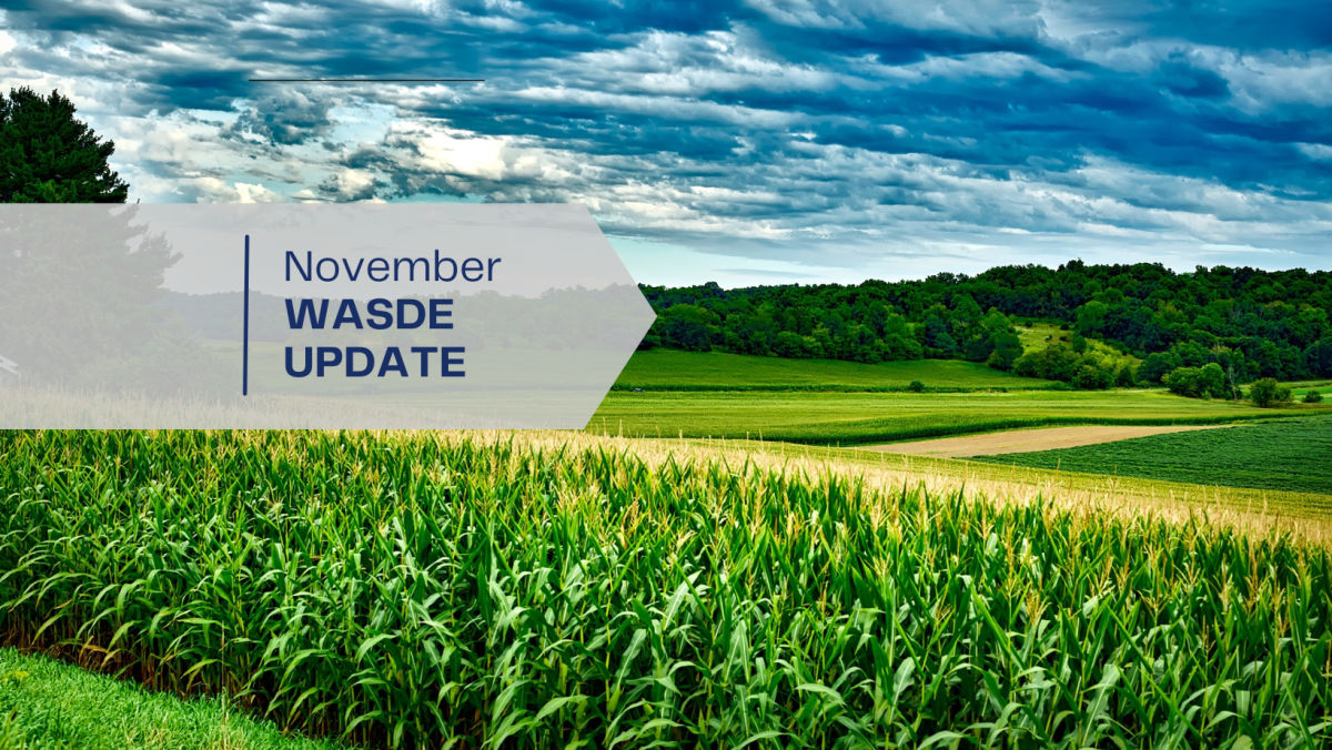 November WASDE: Corn and Soybean Update