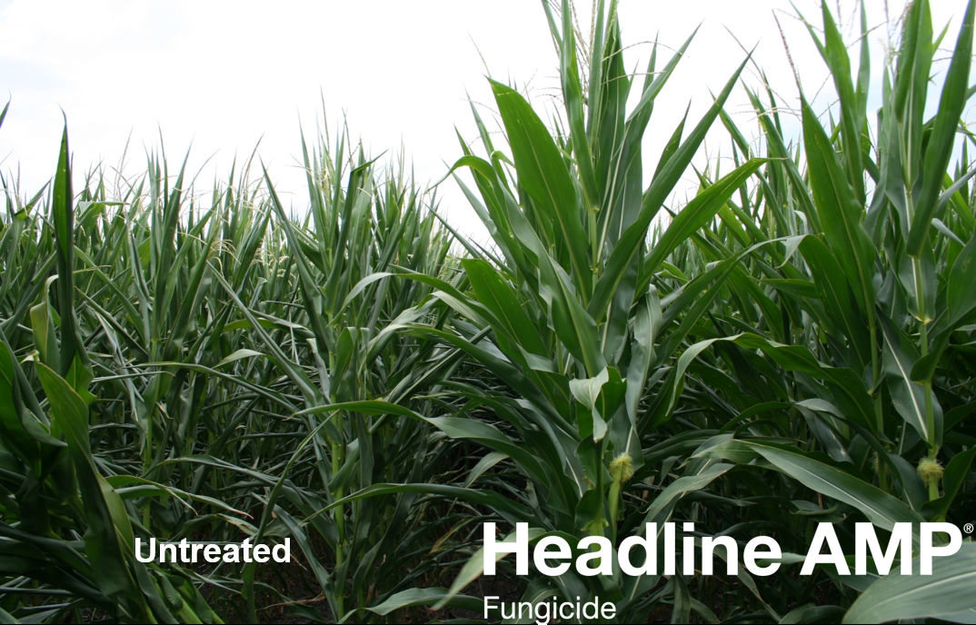 Combatting Heat Stress: How to Protect Your Corn Crop for Optimal Yield