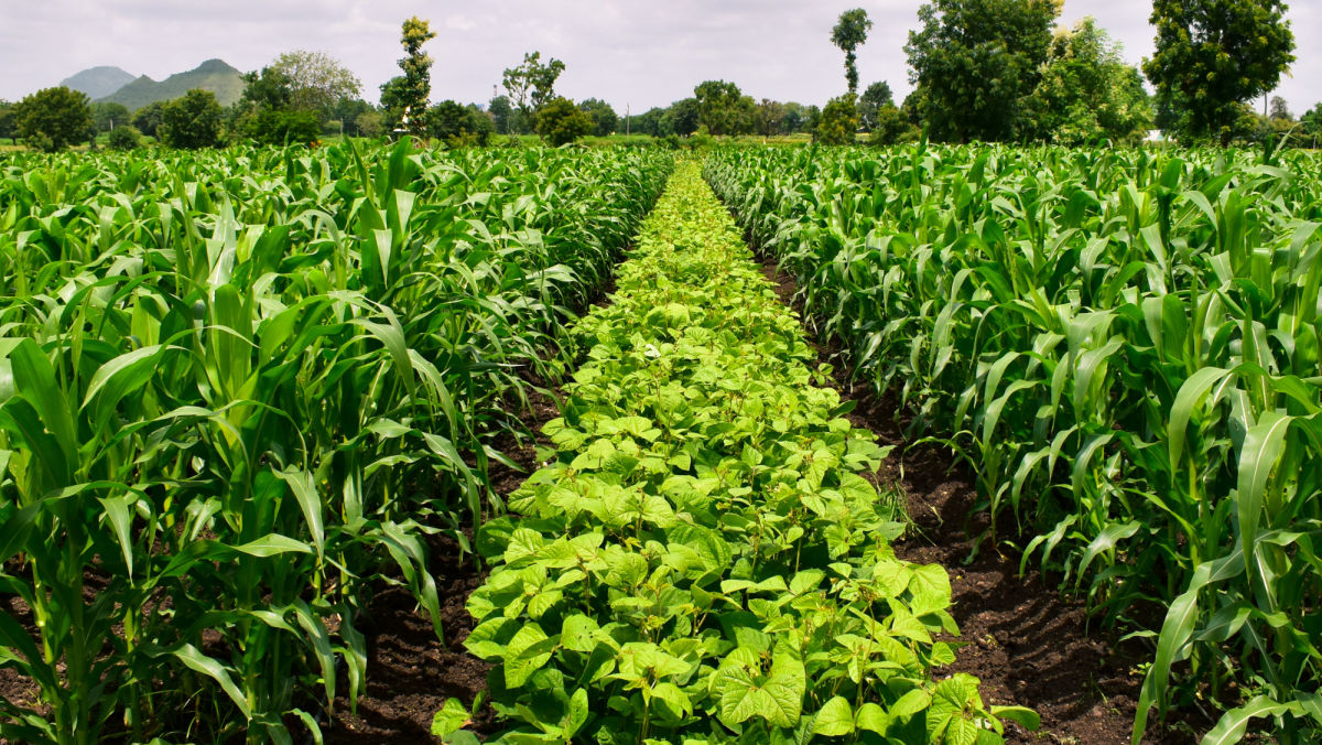 Seed Selection Considerations for Soybean and Corn Crop Rotation