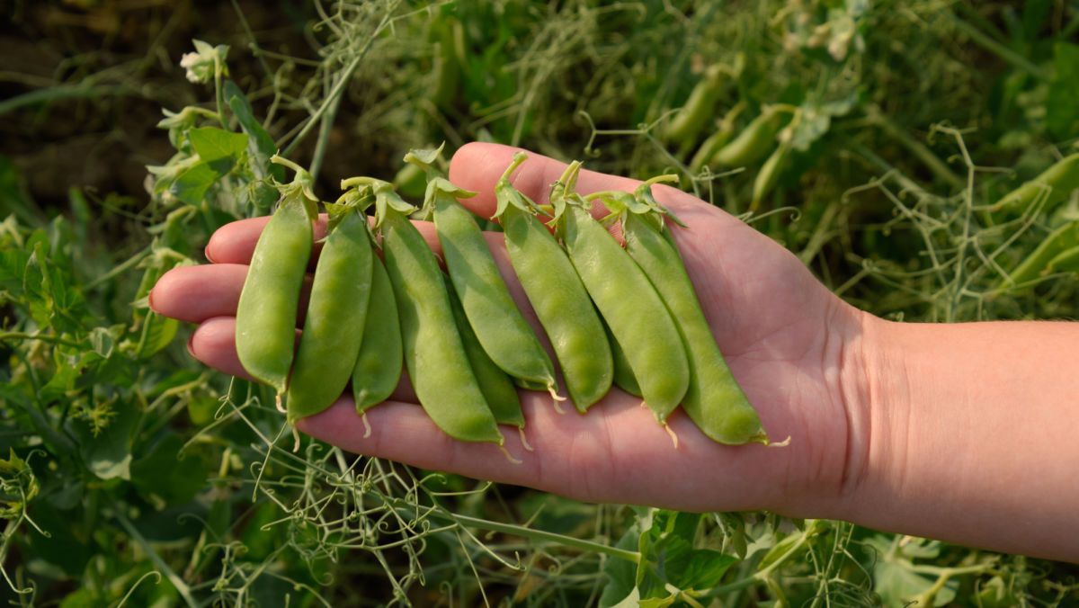 Early POST Weed Control in Dry Bean or Field Pea