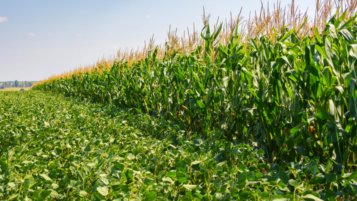 Should Soy Be Planted Before Corn? New Research Says Yes