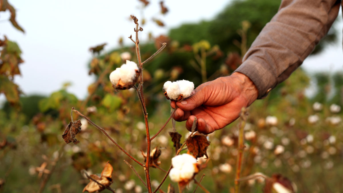 What can we do about nematodes in cotton?