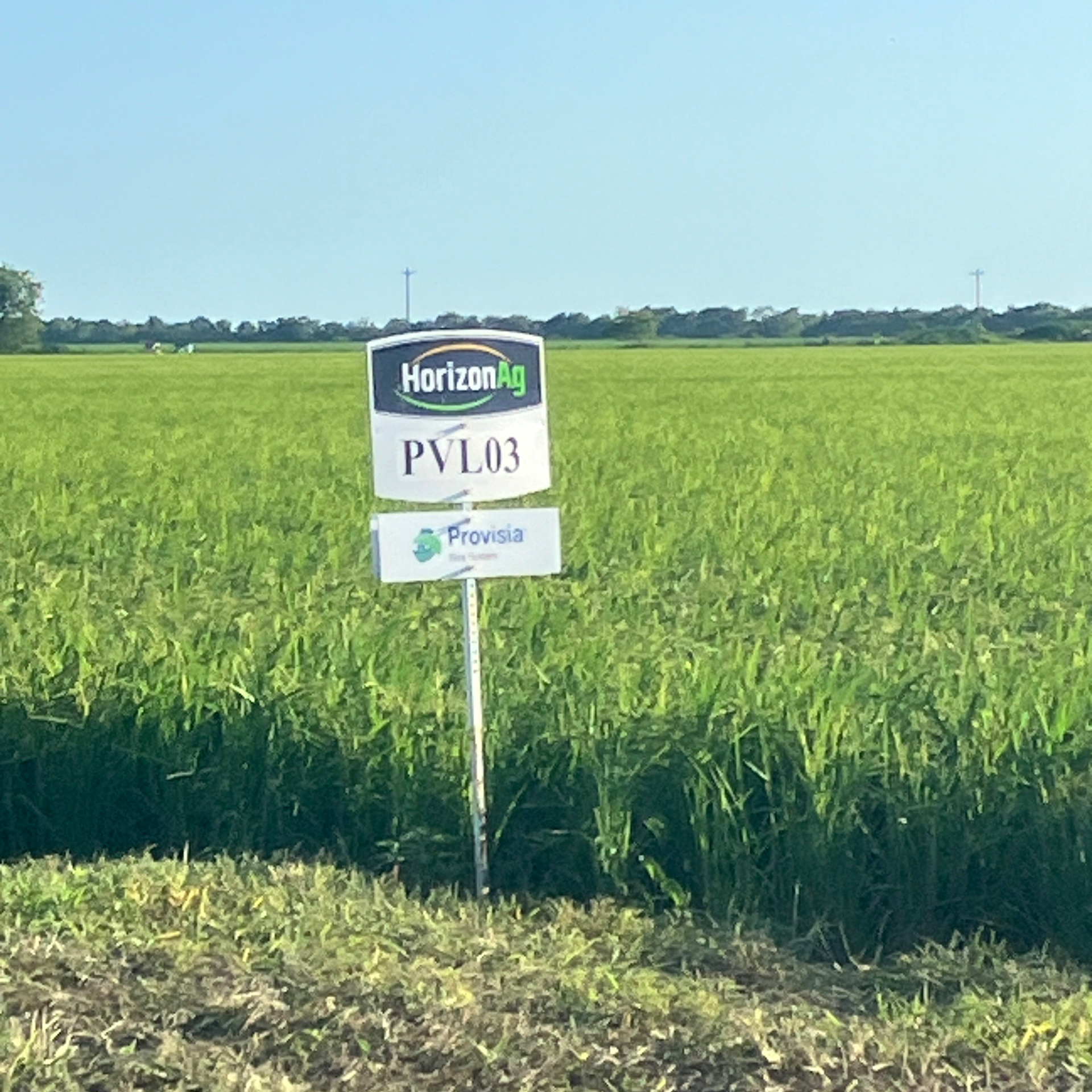 Provisia® rice varie