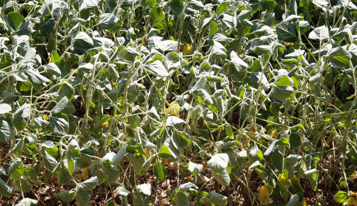 Managing Drought Stress in Soybean