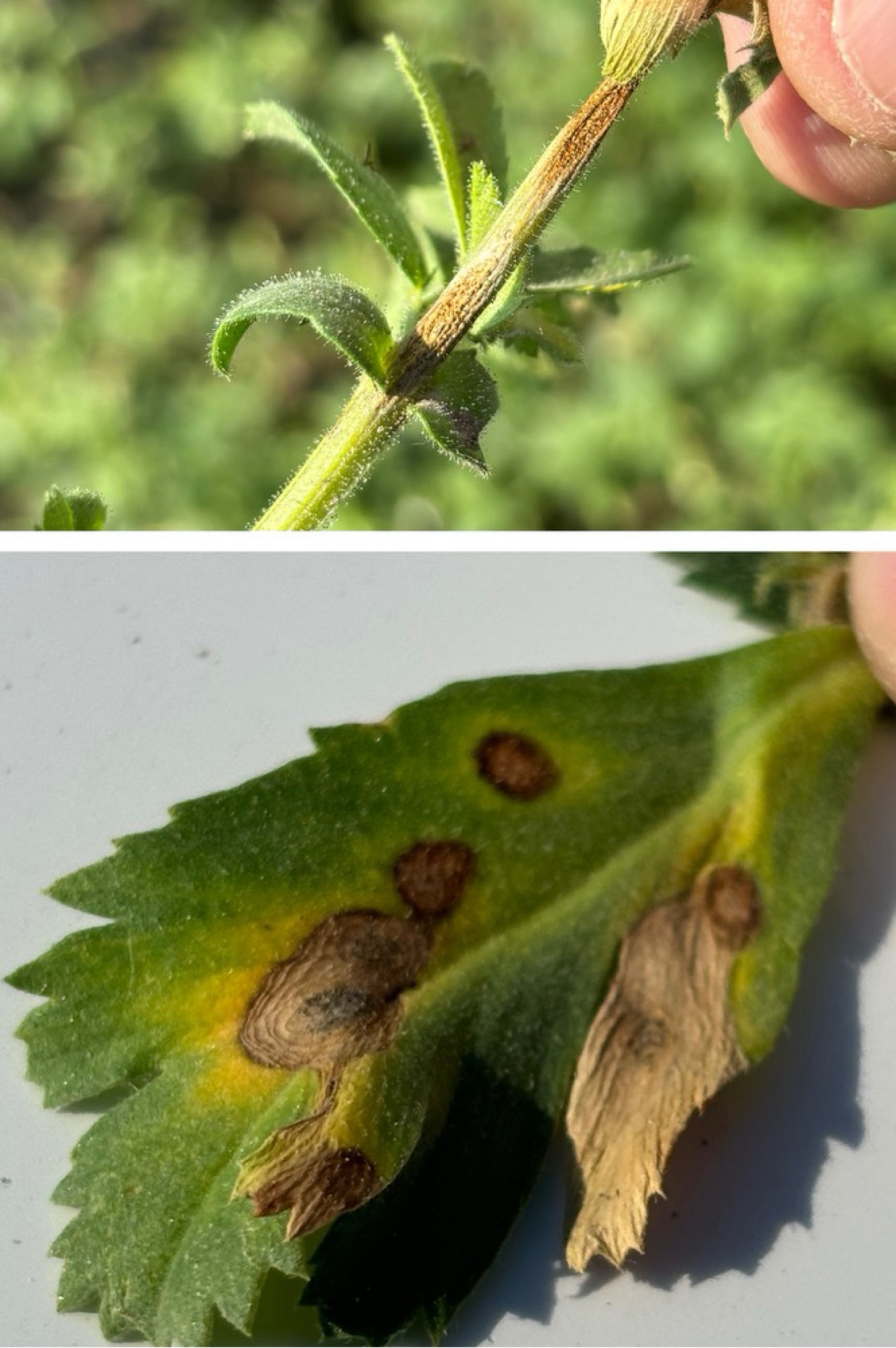 With Chickpeas bloom