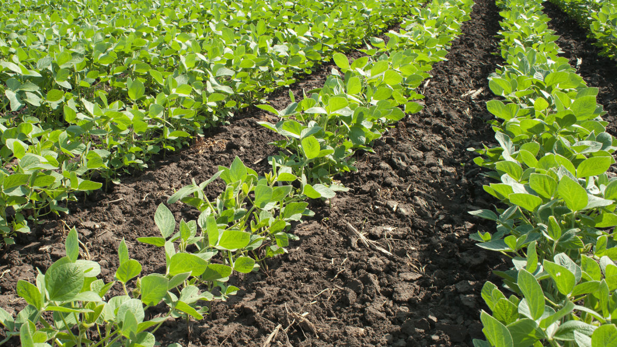 Understanding Herbicide-Tolerant Crops