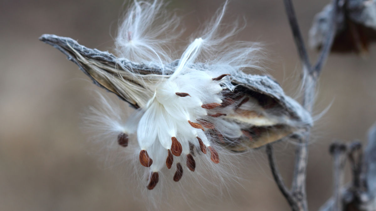 Best Practices for Controlling Perennial Weeds in Soybean