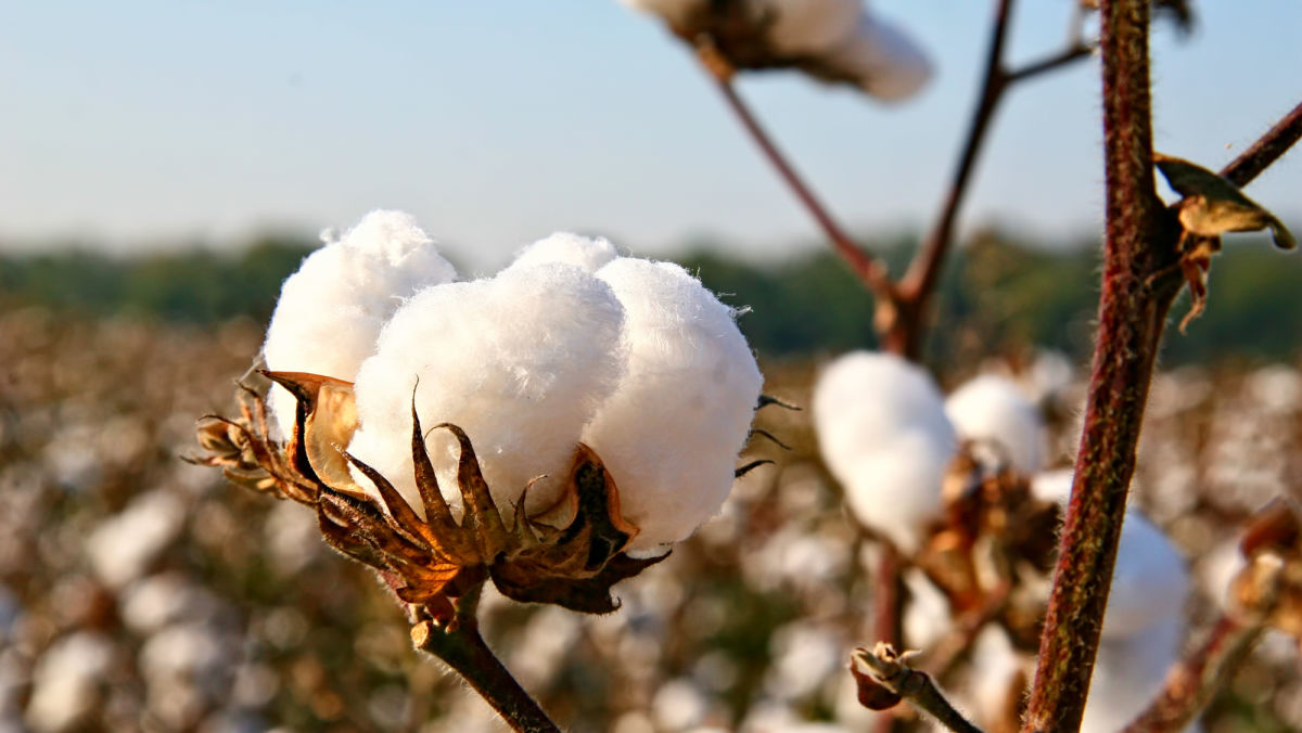 Bacterial Blight in Cotton