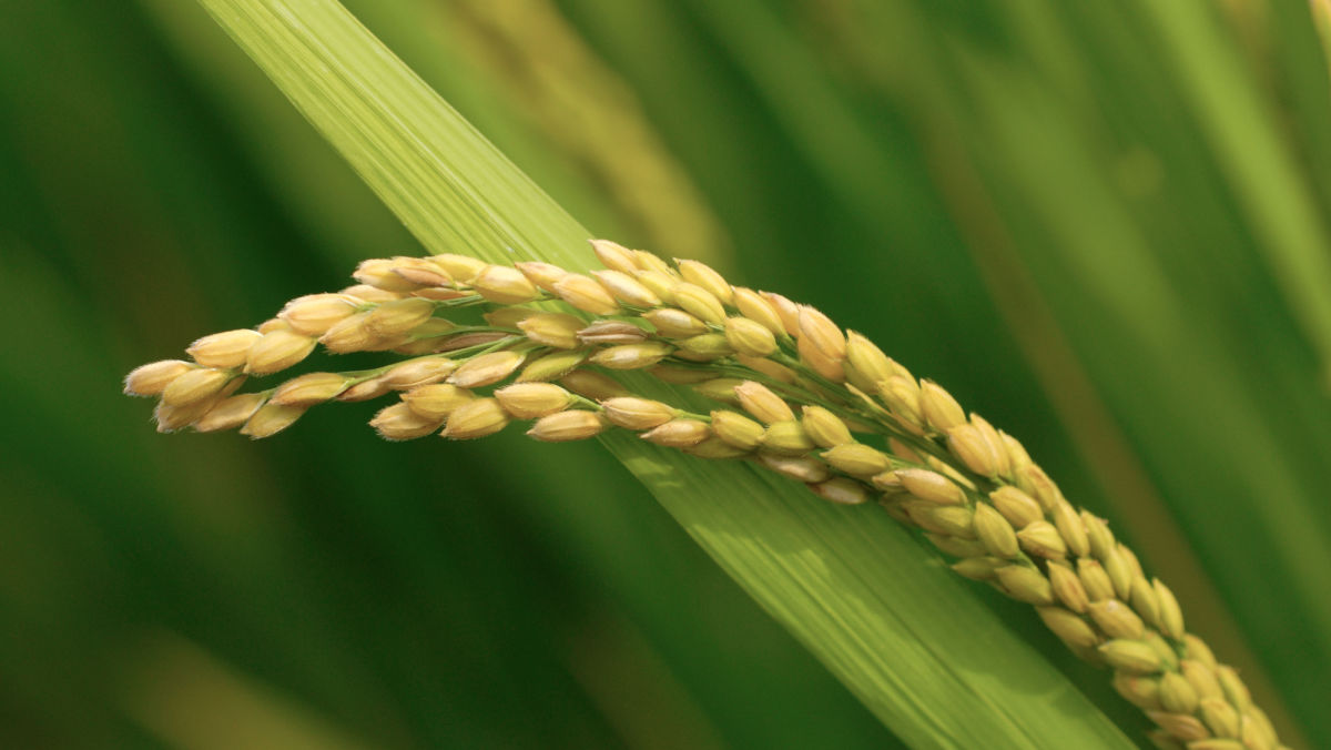 Clean Rice Fields, Higher Yields: Conquering Weedy Rice with Provisia® Seed