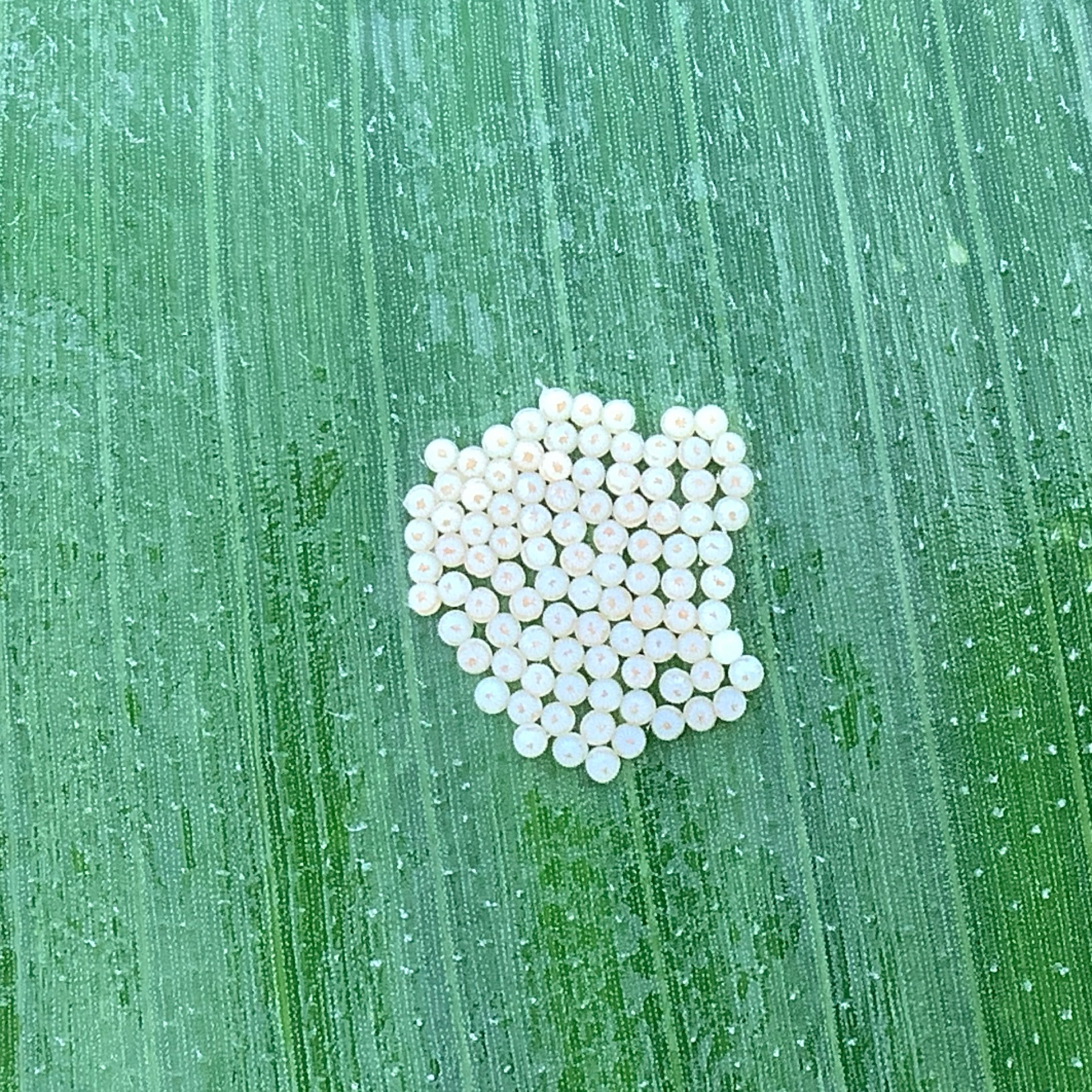 Corn across Nebraska