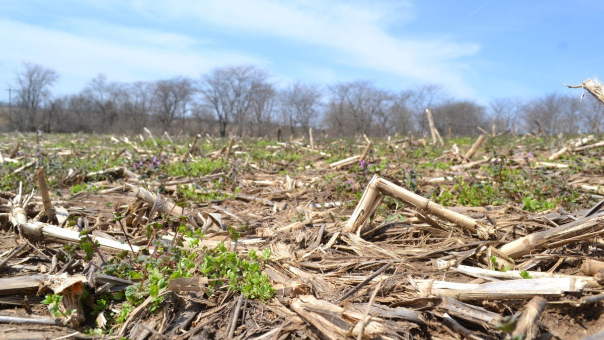 Know how to get the most burndown from BASF burndown herbicides