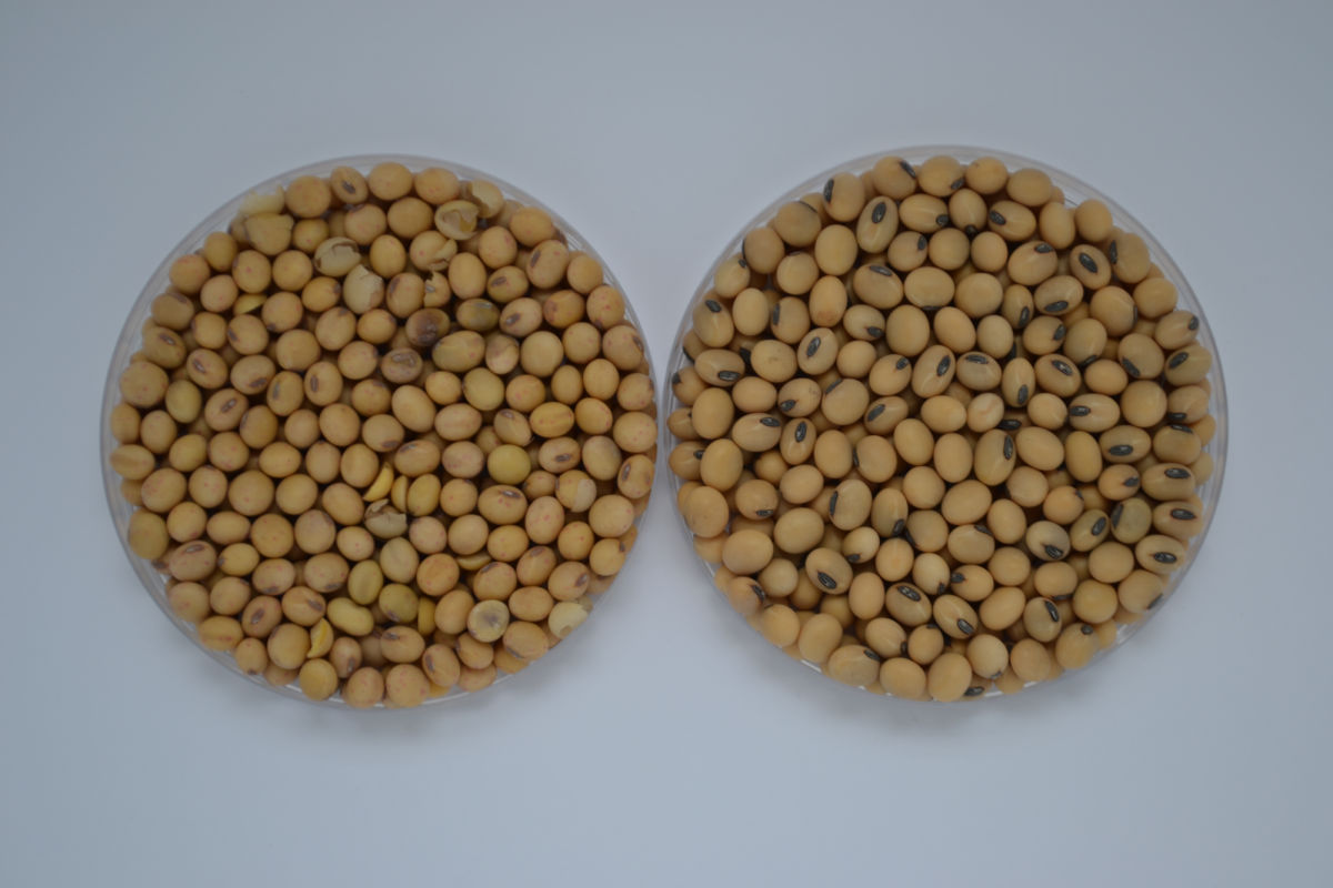 Choosing Soybean Varieties that Boost Your Bottom Line