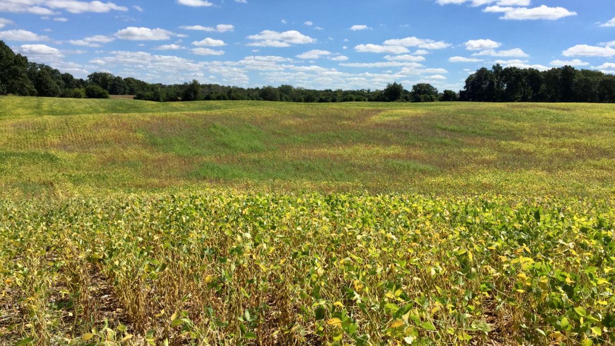 Soybean Cyst Nematode: The Hidden Yield Robber