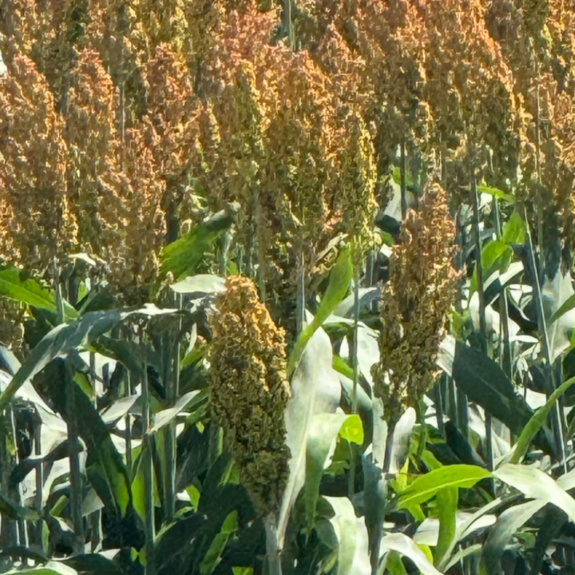 Grain Sorghum is wit