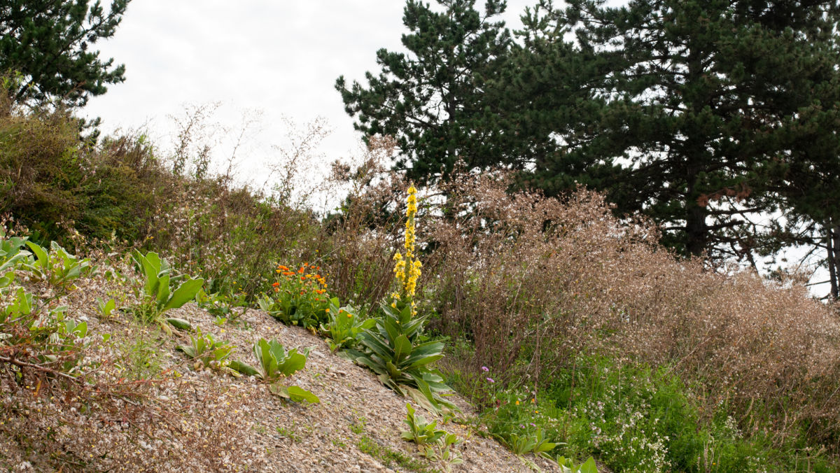 Common Mullein, An Unappreciated Weed and Wildflower