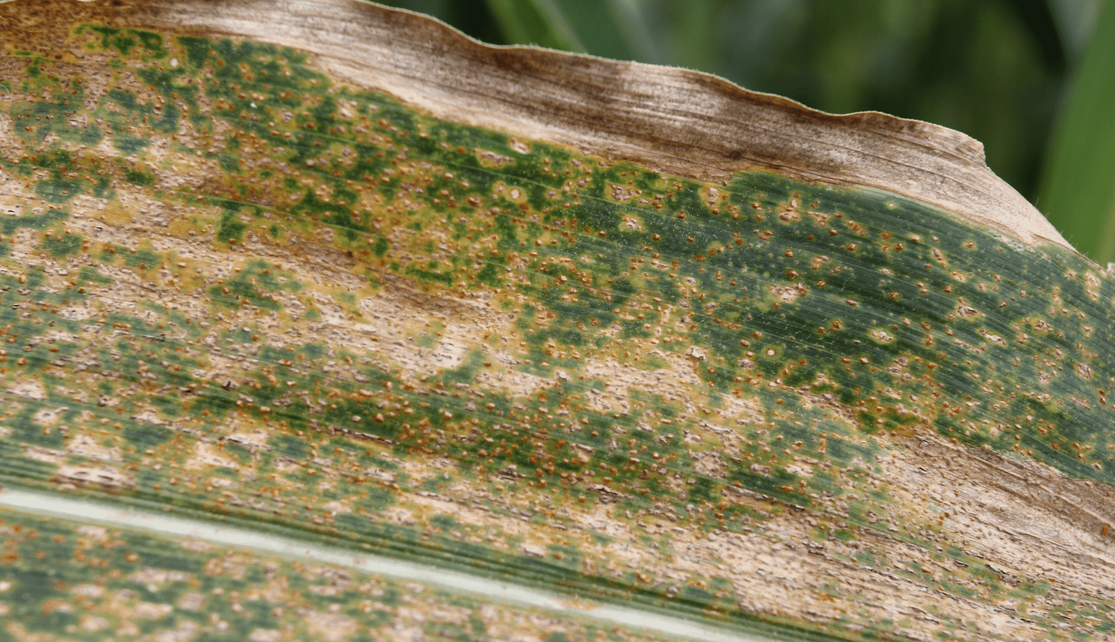 close up leaf with southern corn rust symptoms of large areas of brown ...