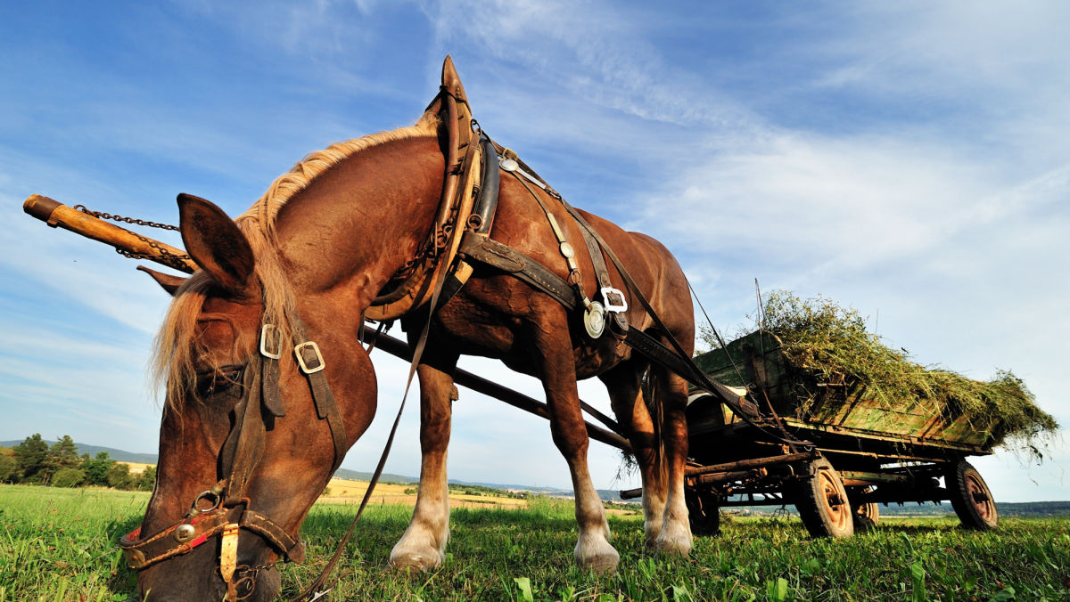 Looking for a Workhorse Herbicide for Corn or Soybeans?