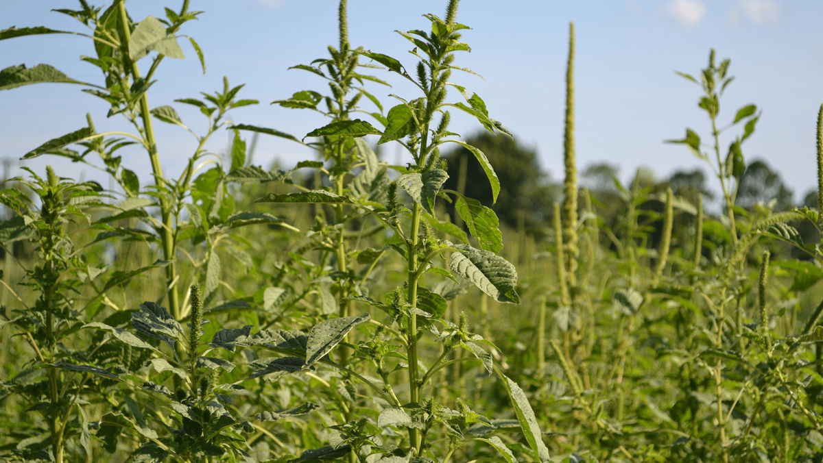 How to Prevent Herbicide-Resistant Weeds in Agriculture