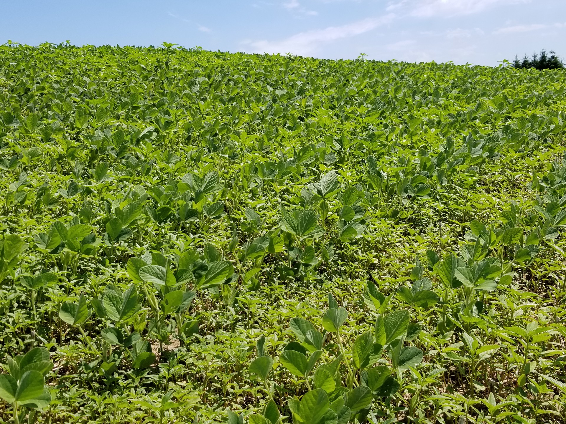 Got waterhemp?  Most