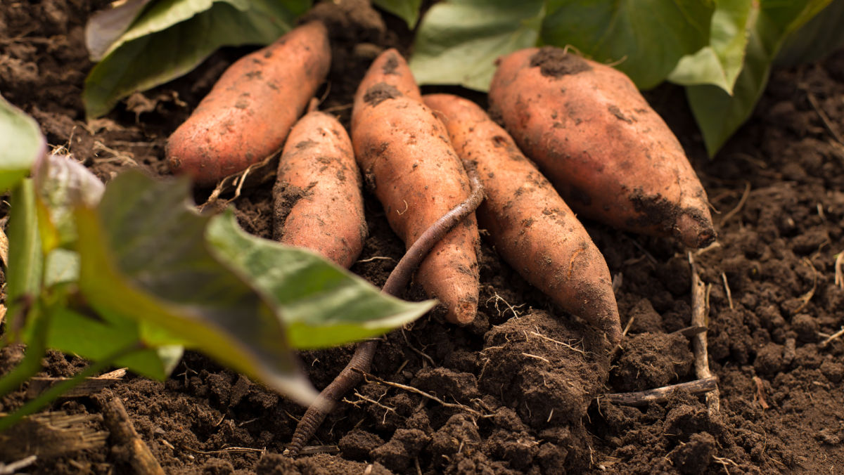 New Management Tool For Soil Insects in Sweetpotatoes