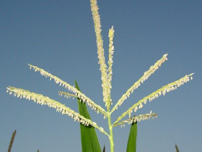 Planning for Plant Health in Corn